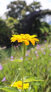 清水菊花