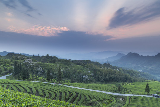 宜宾珙县鹿鸣茶山自然风光