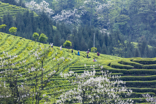 采茶茶山泡桐花茶山风光