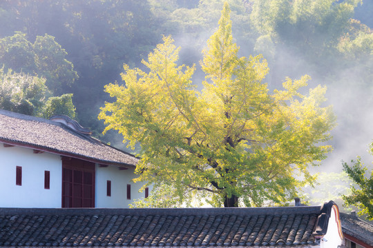 银杏树