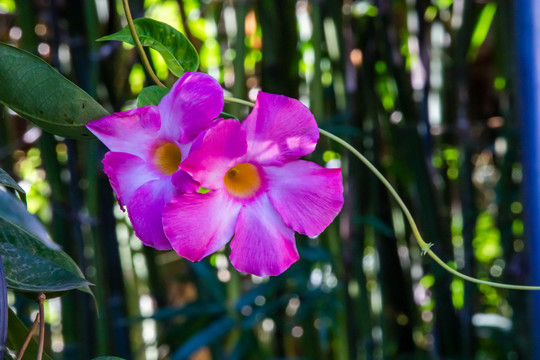 牵牛花