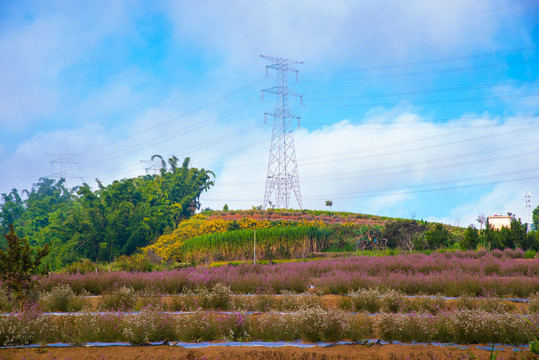 高山田野