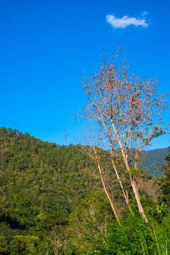 高山树木