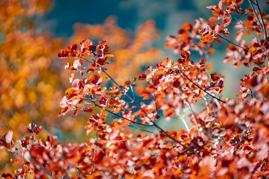 秋季的红叶