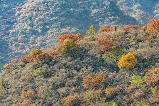 白银坨秋景