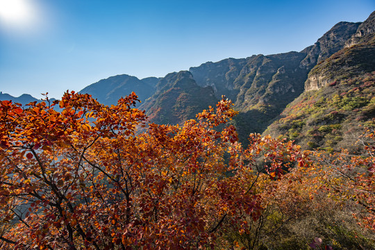 白银坨秋景