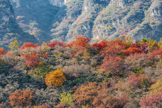 白银坨秋景