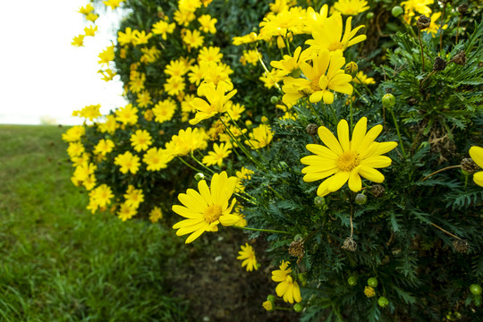 黄金菊