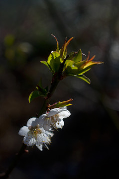 梅花