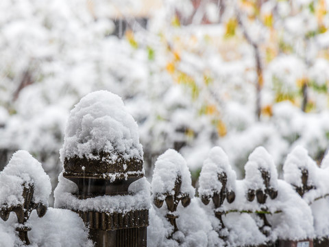 冬雪