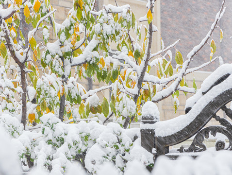 冬雪