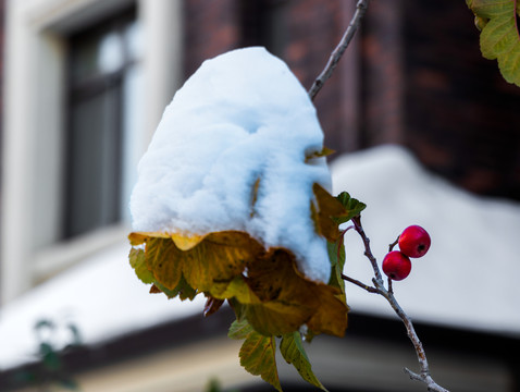 冬雪