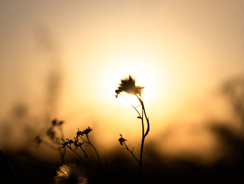 夕阳映芦花