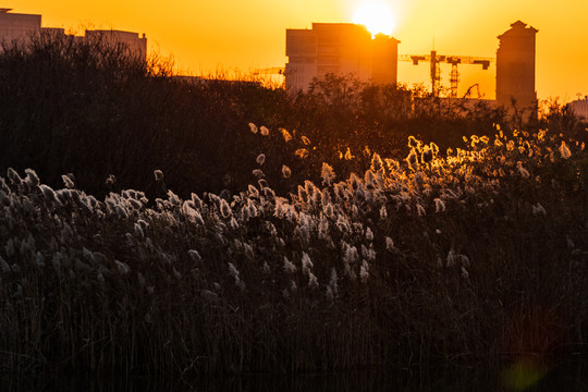 夕阳映芦花