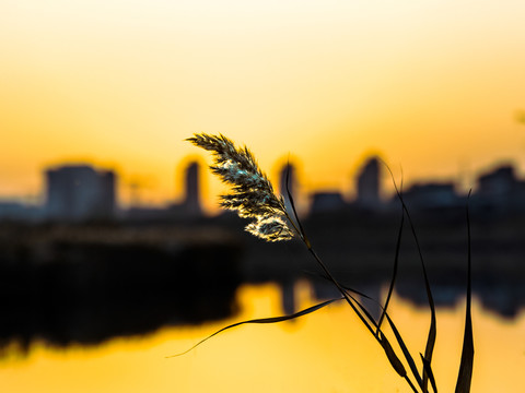 夕阳映芦花