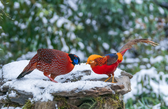 重庆金佛山珍稀鸟类雪中觅食