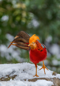 重庆金佛山珍稀鸟类雪中觅食