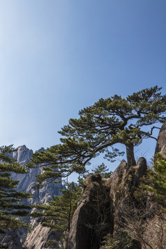 黄山送客松