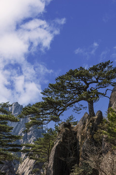 黄山送客松