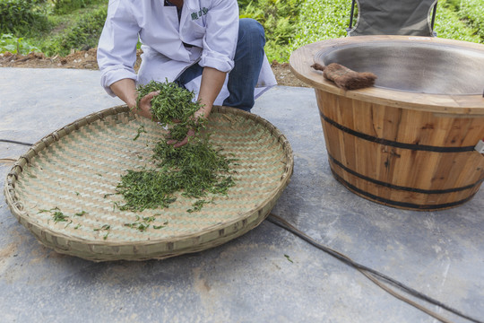 宜宾鹿鸣茶业手工制茶