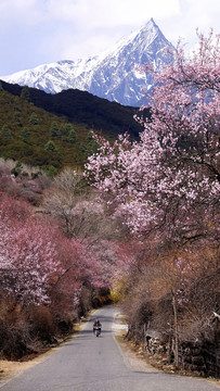 波密桃花谷