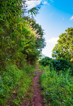 深山土路