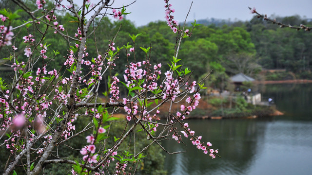 桃花