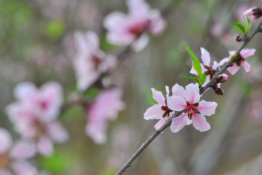 桃花