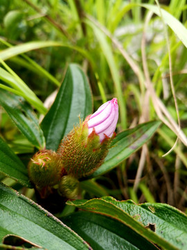 毛菍