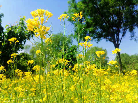 油菜花