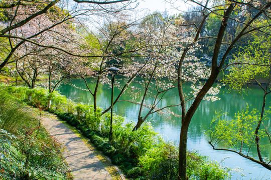 西湖春景