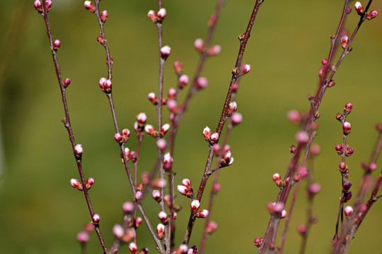 桃花花蕾