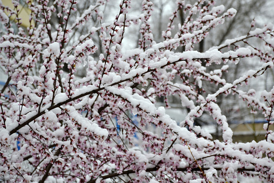 桃花雪