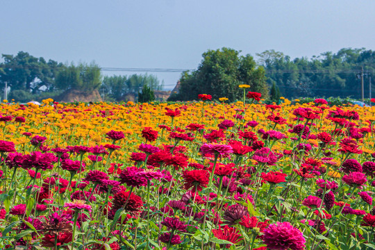 百日菊