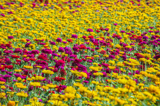 百日菊花海