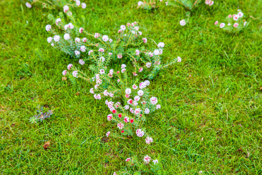 狼毒花