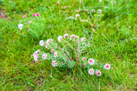 狼毒花