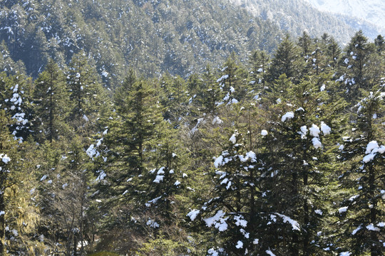 高山森林