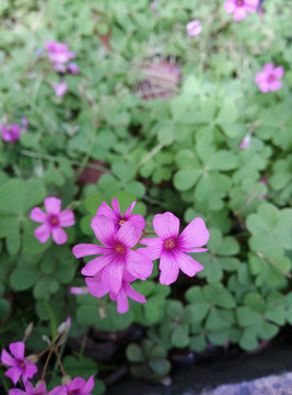 酢浆花红色小野花