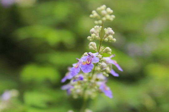 黄荆