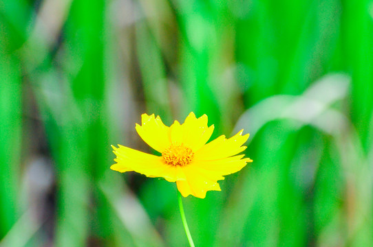 金鸡菊