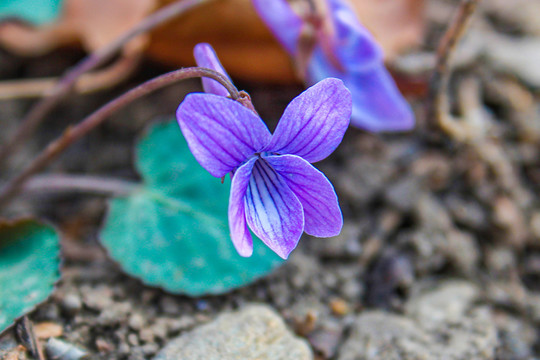 紫花地丁