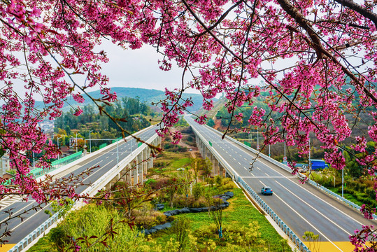 鲜花大道