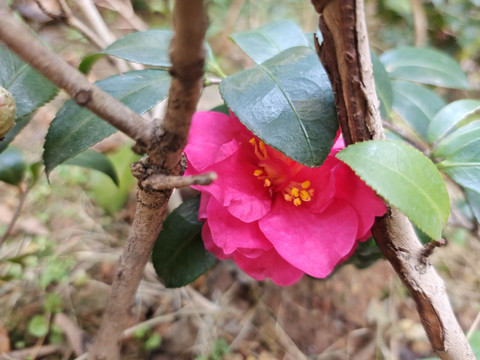 遮掩的茶花