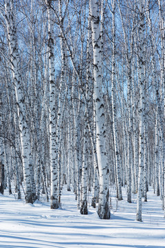 雪地光影白桦林冬景