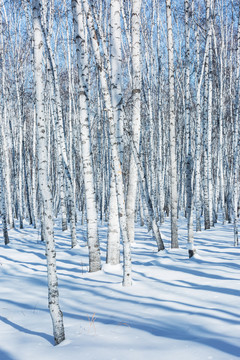 雪原光影白桦林