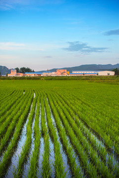 水稻田