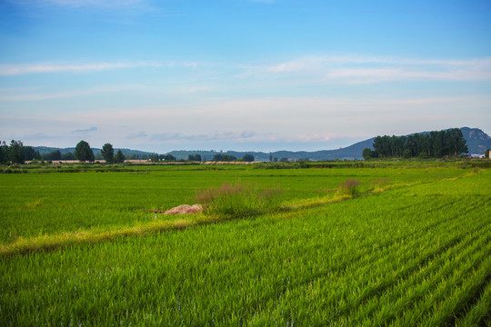 水稻田