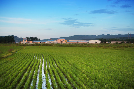 水稻田加工厂