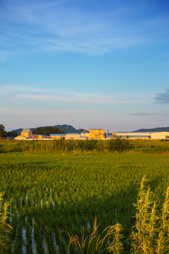 水稻田